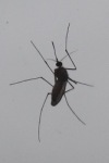 Mücke - Insektenschutz